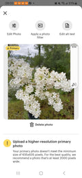 Two Jumbo Bare Root White Lilac Bush Starts - Fragrant Perennial Flowers - Syringa vulgaris