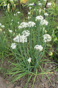 Garlic Chive Plant - Bareroot - Allium tuberosum - Ready to Plant in Garden - Aromatic Herb for Culinary Use