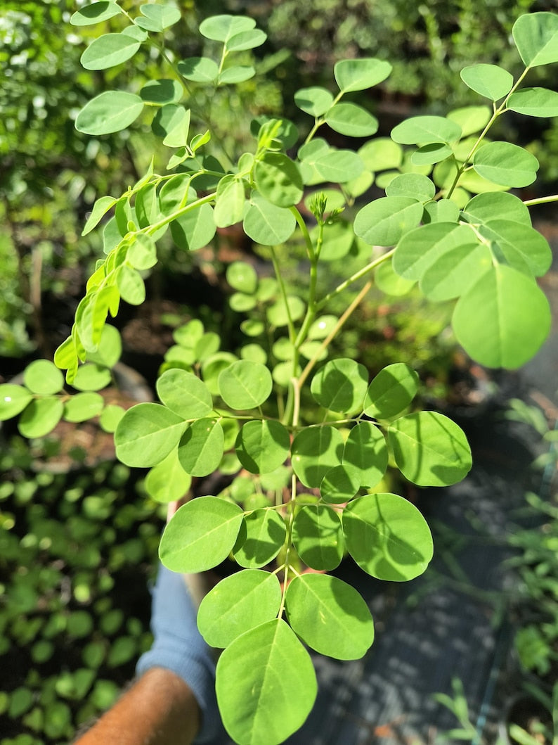 Organic Moringa Plant Live - 4" Pot - Moringa oleifera, Drumstick Tree, Horseradish Tree, Malunggay