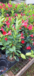 Mandevilla Flaming Red Plant in 6-Inch Pot - Beautiful Flowering Vine, Perfect for Sun, Great for Apartments, Mandevilla spp.