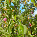 Live American Plum Plant in 1 Quart Pot - Prunus americana - Ideal for Zones 3-8 - Full Sun to Part Shade