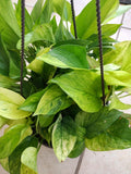 Rare Pothos Marble Neon Cutting - 1 Rooted + 1 Free Cutting - Epipremnum aureum - Easy Care Indoor Plant