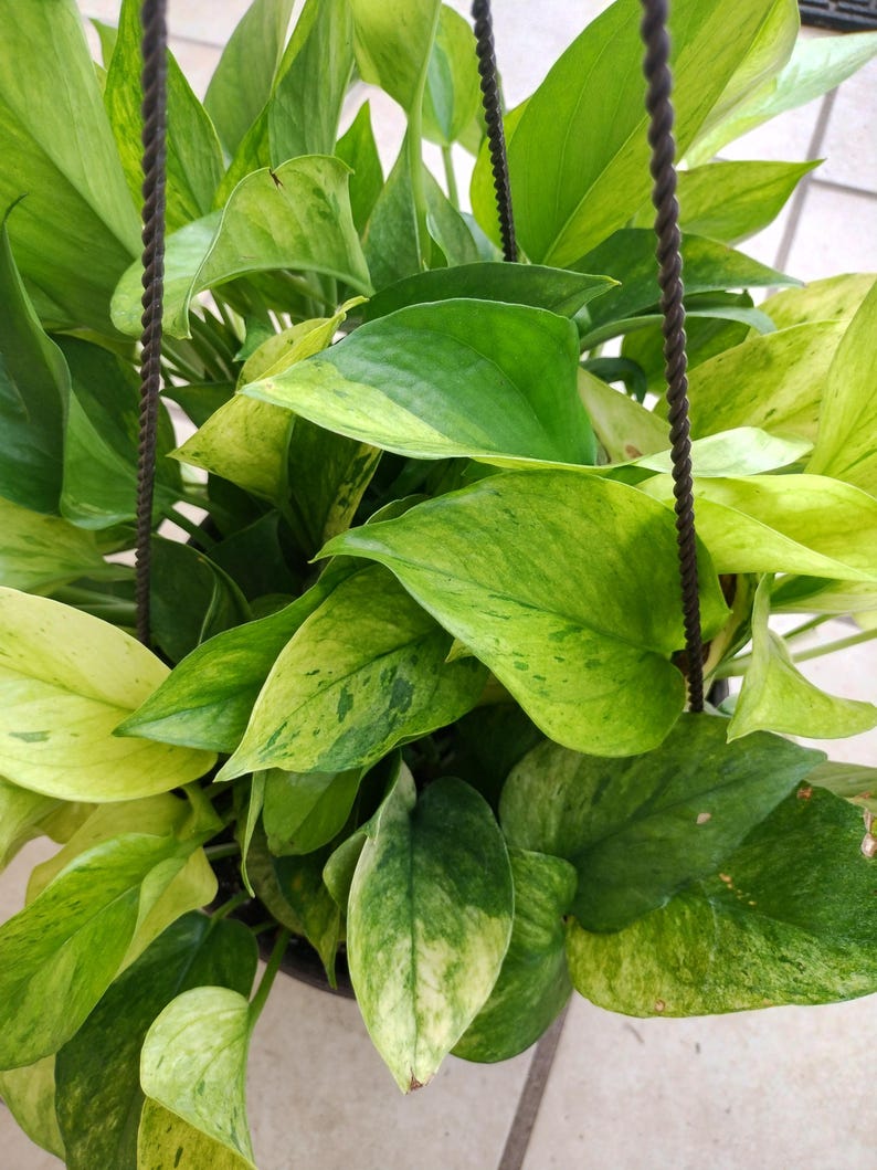 Rare Pothos Marble Neon Cutting - 1 Rooted + 1 Free Cutting - Epipremnum aureum - Easy Care Indoor Plant
