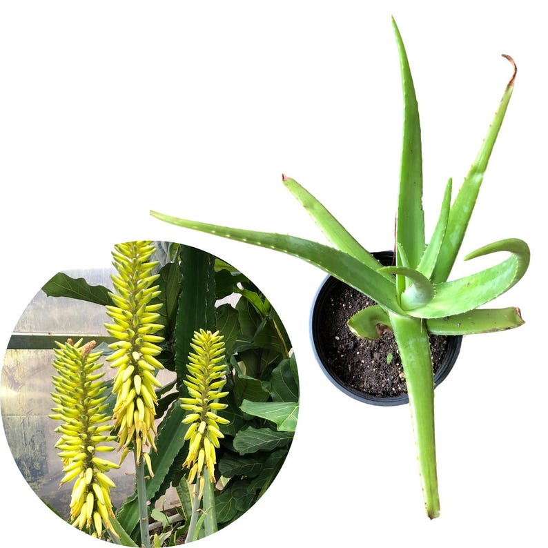 Giant Aloe Live Plant 6-8 Inch Pot Aloe vera Organic Houseplant for Sunny Windowsills - Smoke Camp Crafts