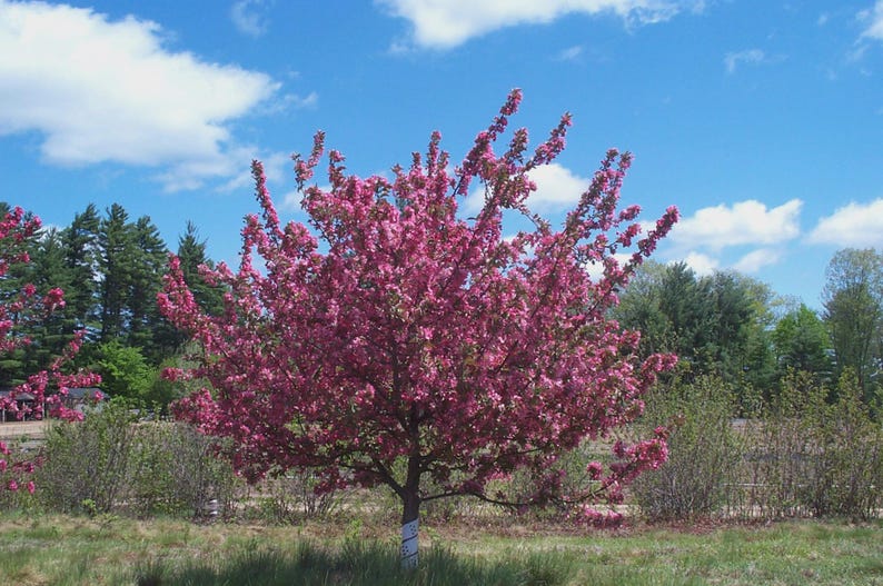 Crabapple Seedling 8-10" Bareroot Malus spp. - Ornamental Tree for Gardens and Landscaping
