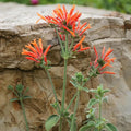 Hummingbird Plant 4" Pot - Dicliptera suberecta - Full Sun to Part Shade - Live Plant for Zones 7-10