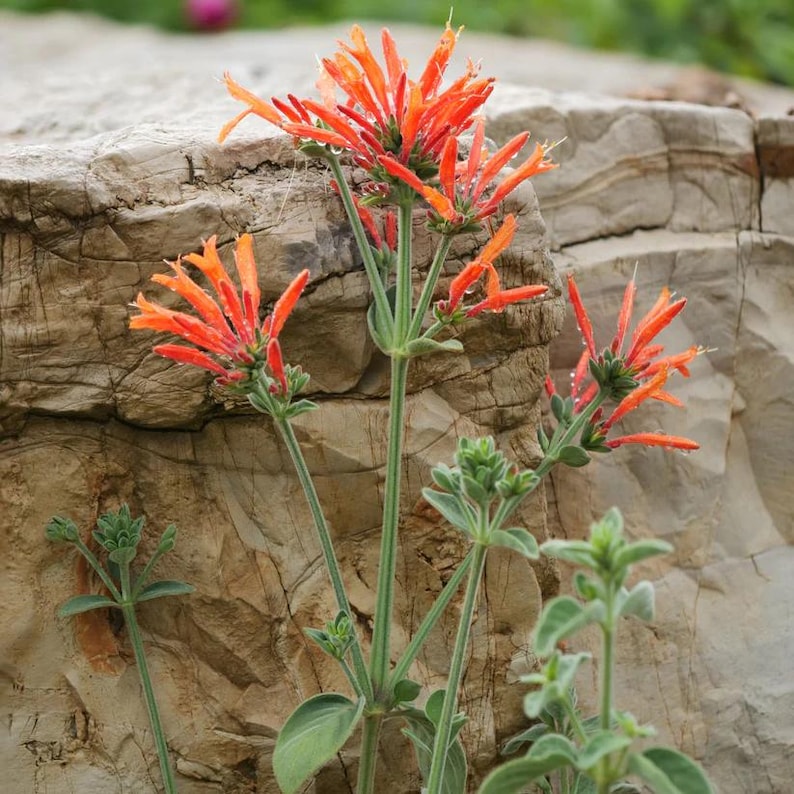 Hummingbird Plant 4" Pot - Dicliptera suberecta - Full Sun to Part Shade - Live Plant for Zones 7-10
