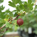Gooseberry Live Plant 4" Pot Hinnonmaki Red Ribes uva-crispa for Zones 4-6 Full Sun to Part Shade