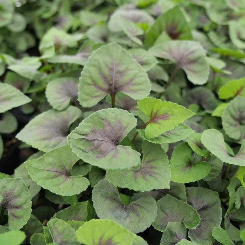 Heartthrob Violet Plant 3.5" Pot Hardy Violet Viola PP19,996 - Ideal for Zones 5-9, Part to Full Shade
