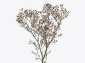 Waxflower Plant - 1 Feet - Purple-Light Violet 'Jupiter Solar' - Chamelaucium uncinatum