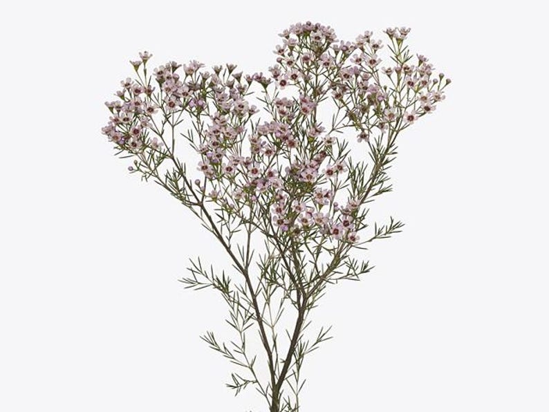 Waxflower Plant - 1 Feet - Purple-Light Violet 'Jupiter Solar' - Chamelaucium uncinatum