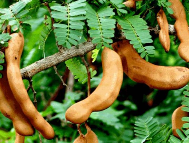 Organic Sour Tamarind Plant 18-22 Inch Tall Tamarindus indica in 1 Gallon Pot – Edible Fruit Tree for Container Gardening