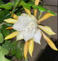 Fishbone Cactus Live Plant 8-10 inch Half Gallon Pot Yellow Flowers Disocactus anguliger Zig Zag Cactus