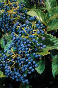 Native Arrowood Viburnum 4" Pot - Chicago Luster Dentatum - Glossy Green Foliage - USDA Zone 4-7 - Bareroot Shipping Available