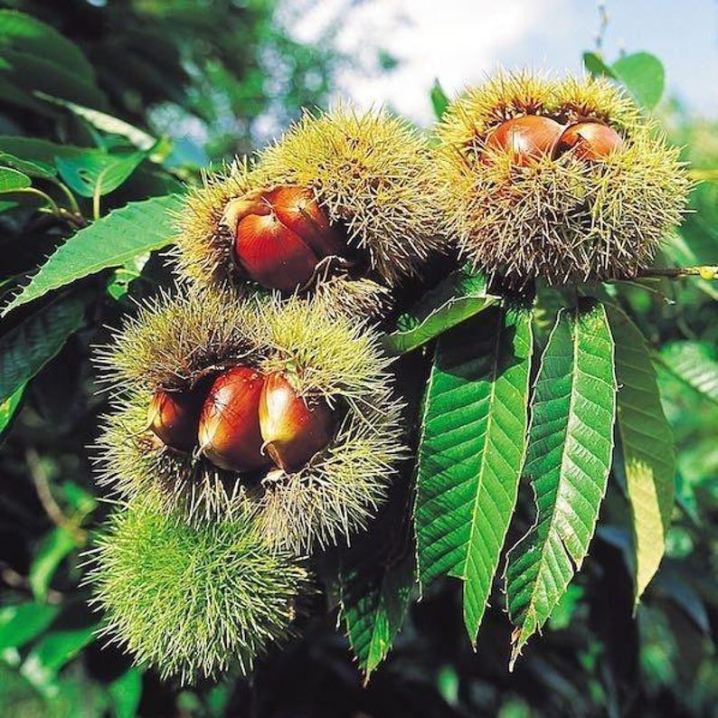 Chinese Chestnut Plant - Quart Pot - Castanea mollissima - Deciduous Tree for USDA Zones 4-8 - Nut Producing Tree