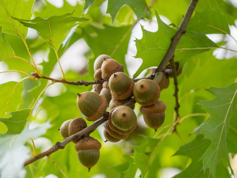 Oak Seedlings - 3 Native Oak Seedlings - Quercus Species - New Hampshire Local Varieties