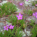 Fame Flower Live Plant 3.5” Pot, Rock Pink (Phemeranthus calycinus), Full Sun, Zones 5-9, Native to Central U.S.