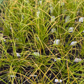 Live Plant 3.5" Pot - Orange New Zealand Sedge (Carex testacea) - Full Sun to Part Shade - Zones 6-10