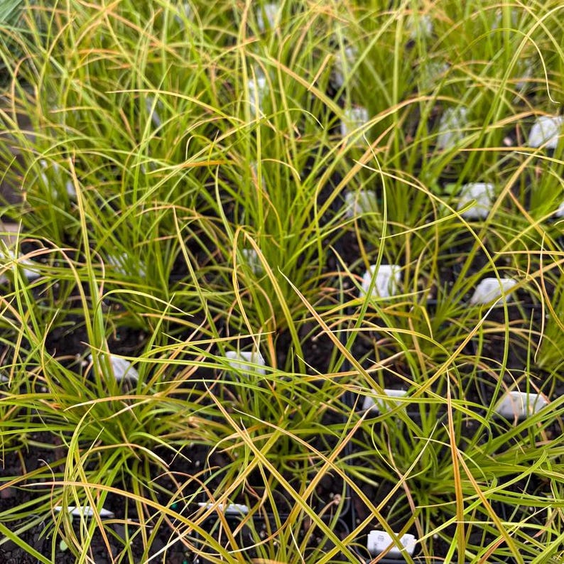 Live Plant 3.5" Pot - Orange New Zealand Sedge (Carex testacea) - Full Sun to Part Shade - Zones 6-10