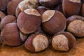 Hazelnut Seedlings - Up to 2 ft Tall - Hunterdon, Somerset, Raritan, Monmouth, Wepster, Dorris, Delta, Jefferson, Theta - Corylus avellana