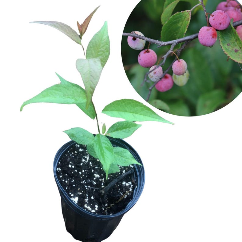 Wild Plum Seedling - Organic Prunus americana - Hardy Native Tree for Landscaping & Wildlife Use - Edible Red Plums