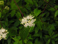 Silky Dogwood - 12" Bareroot - Cornus amomum - Native Plant with Range Map