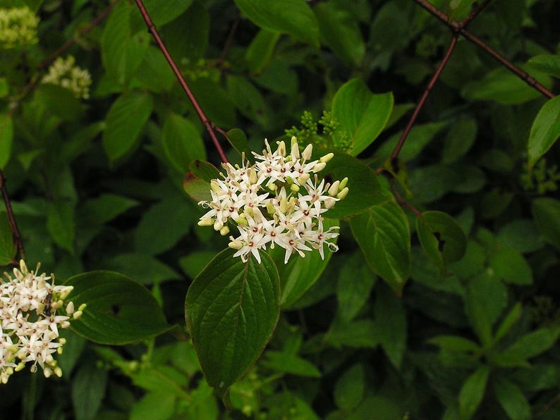 Silky Dogwood - 12" Bareroot - Cornus amomum - Native Plant with Range Map