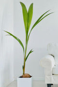 Dwarf Coconut Tree 2-3ft in 2 Gal Pot | Indoor Ornamental Plant for Air Quality | Cocos Nucifera