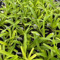 Plantain-Leaf Sedge Live Plant 3.5" Pot Carex plantaginea - Shade Tolerant Native Plant for Zones 3-8