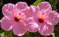 Pink Hibiscus Plant - Half Gallon Pot - Tropical Flowering Plant - Hibiscus rosa-sinensis