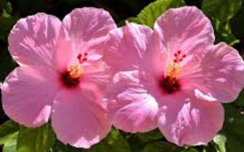 Pink Hibiscus Plant - Half Gallon Pot - Tropical Flowering Plant - Hibiscus rosa-sinensis