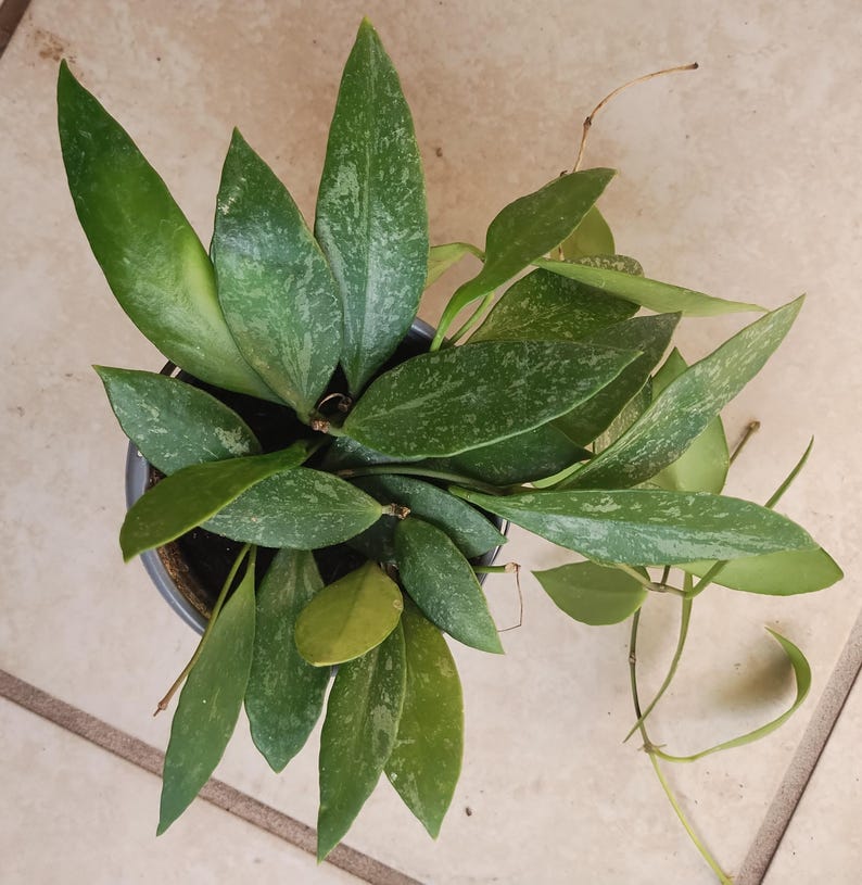 Hoya Gracilis Plant - Small Rooted Hoya + Free Cutting - Easy Care Houseplant - Hoya carnosa family