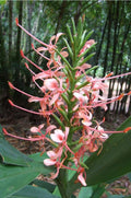 Ginger Plant - 1 Plant - Zingiber Officinale - Culinary Ginger - Tropical Herb for Gardens