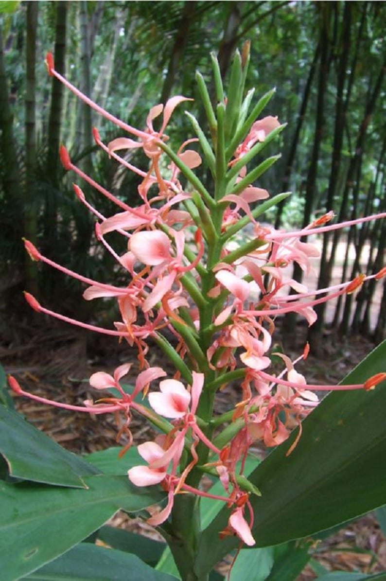 Ginger Plant - 1 Plant - Zingiber Officinale - Culinary Ginger - Tropical Herb for Gardens