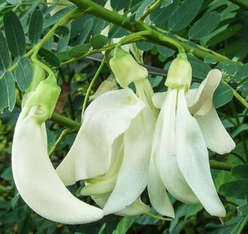 Hummingbird Tree Live Plant 10-14 inch White Flower Sesbania Grandiflora in Gal Pot - Fast-Growing Pollinator Favorite