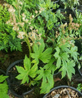 Mukdenia rossii Fresh Division Bareroot Plant - Hardy Perennial Groundcover, Chinese Mukdenia