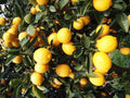 Eureka Lemon Tree in 1/2 Gallon Pot - Citrus limon - Florida Shipping Only - Fruiting Variety for Home Gardens and Patios