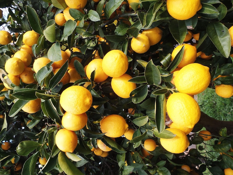 Eureka Lemon Tree in 1/2 Gallon Pot - Citrus limon - Florida Shipping Only - Fruiting Variety for Home Gardens and Patios