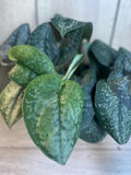 Scindapsus Mount Salak Plant in 4" Pot - Rare Aroid with Velvety Green Leaves and Silver Speckling (Scindapsus spp.)