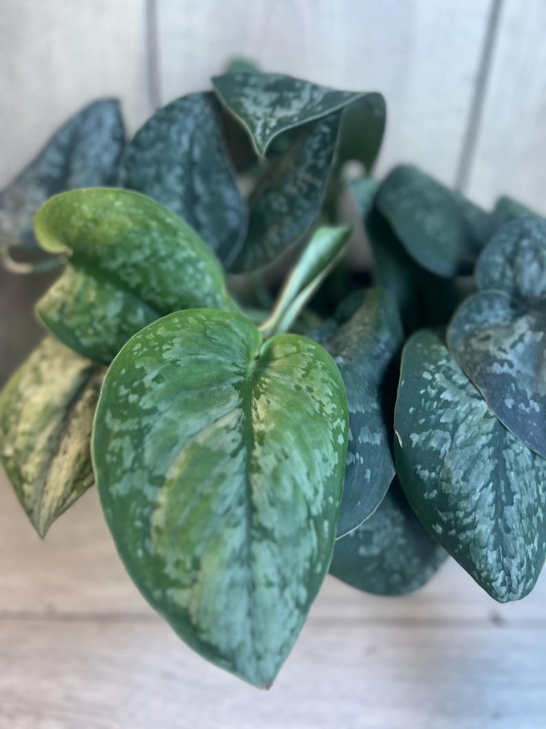 Scindapsus Mount Salak Plant in 4" Pot - Rare Aroid with Velvety Green Leaves and Silver Speckling (Scindapsus spp.)