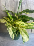 Variegated Shell Ginger Plant in 6" Pot - Alpinia Zerumbet ‘Variegata’ - Tropical Indoor Houseplant with Striped Leaves