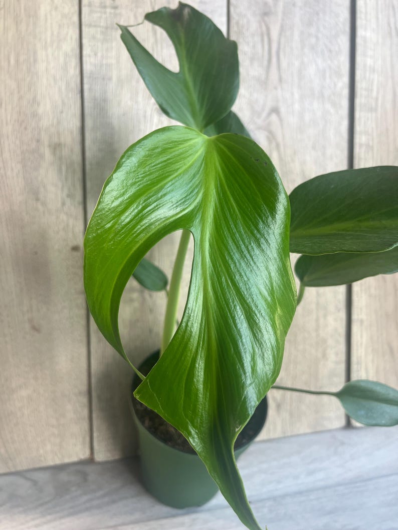 Monstera Plant 6" Pot Burle Marx Flame Rare Aroid Philodendron (Monstera 'Burle Marx Flame') - Unique Fenestrated Foliage