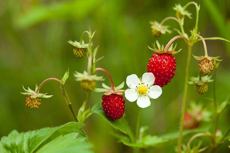 Wild Strawberry Plants - 20 Bare Root Rhizomes - Fragaria vesca - Edible Perennial Ground Cover