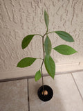 Hass Avocado Starter Plant 12" Pot + Free Cutting - Persea americana - Ideal for Home Gardeners