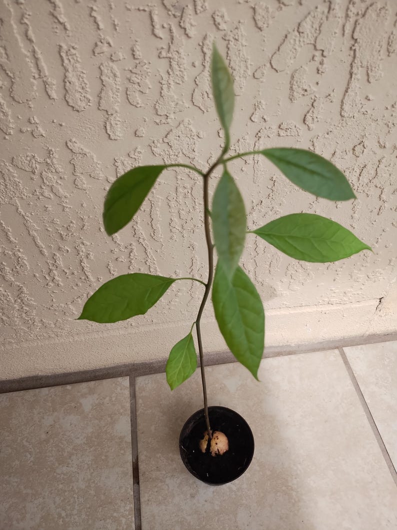 Hass Avocado Starter Plant 12" Pot + Free Cutting - Persea americana - Ideal for Home Gardeners