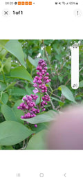Jumbo Bare Root Lilac Starts - Two Purple Lilac Bushes - Fragrant Perennials - Syringa vulgaris - Ready to Plant
