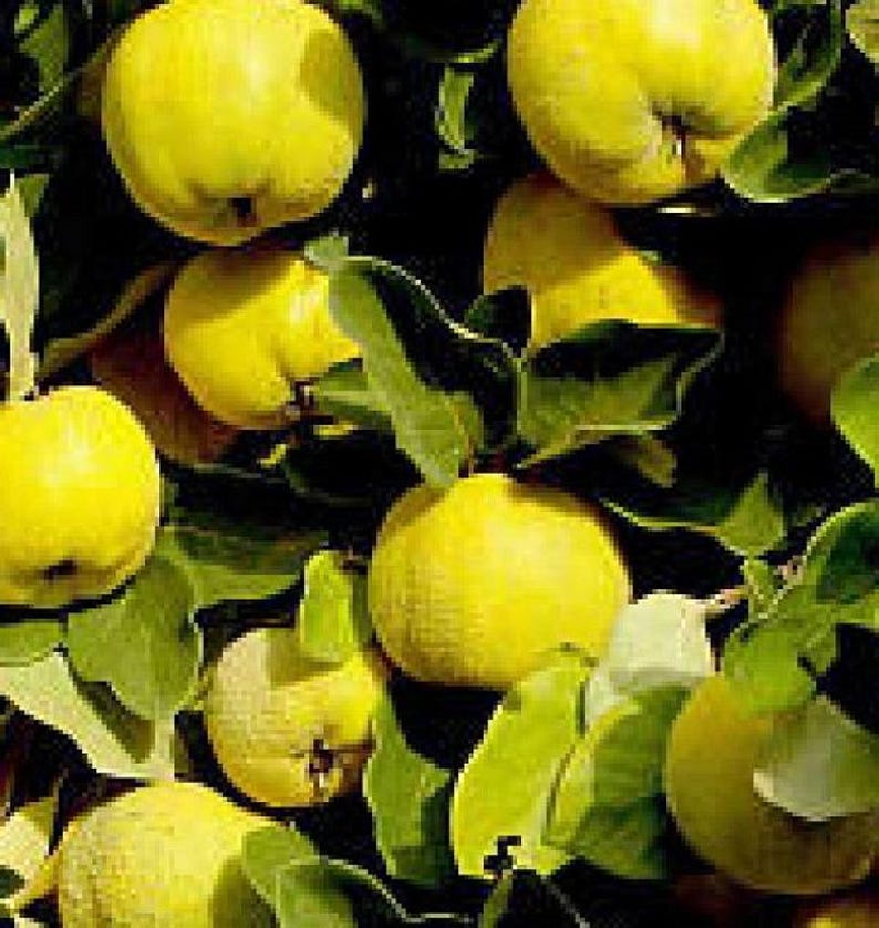Provence Quince Fruit Tree Live Plant 15-20 Inches Hardy Edible Cydonia oblonga - Heirloom Pear Family