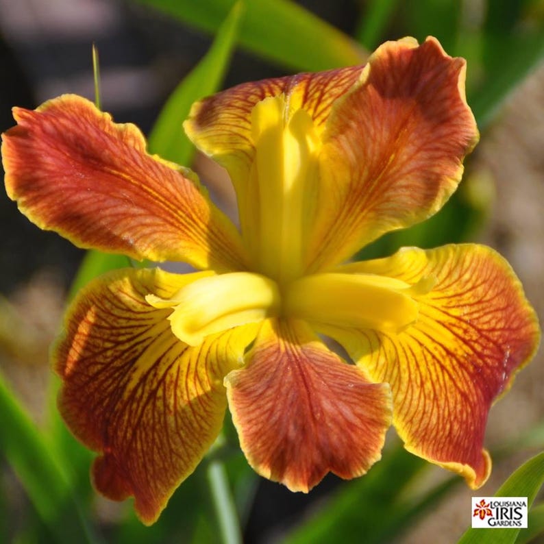 Louisiana Iris Rhizome 'Cajun Sunrise' - Red & Yellow, Iris hexagona, Early-Mid Blooming, Moisture-Loving Perennial