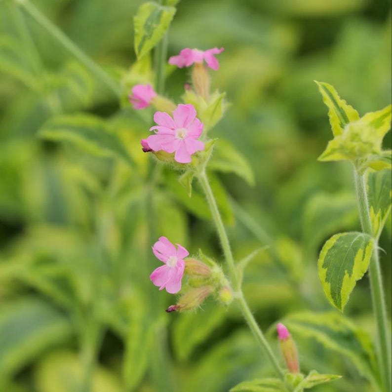 Red Catchfly Live Plant 4" Pot - Silene dioica 'Clifford Moor' - Red Campion for Full Sun to Part Shade - Zones 5-8