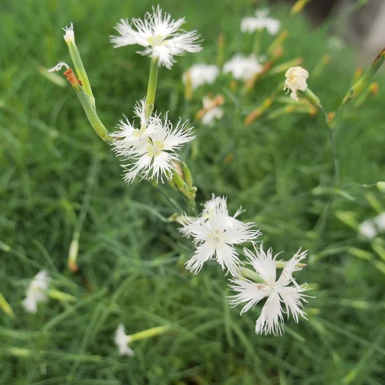 Sand Pink Live Plant 3.5” Pot - Dianthus arenarius - Full Sun - Zones 4-8 - European Native